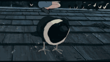 a black and white bird standing on a roof