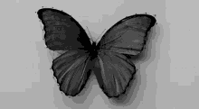 Glitch GIF - Butterfly Flower Glitch GIFs