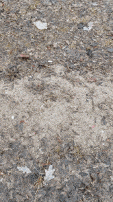 a leaf is laying on the ground in the middle of the dirt