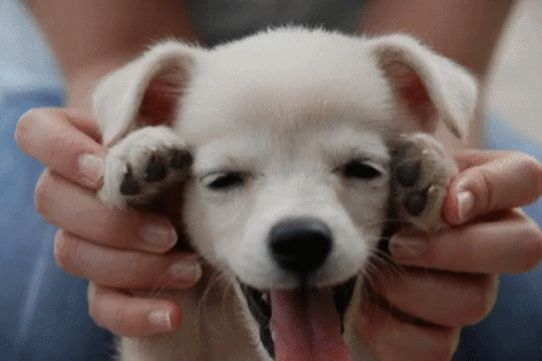 Cute Puppies GIF - Cute Puppies Puppy - Discover & Share GIFs