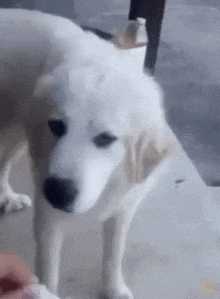 a white dog is standing on a concrete floor looking at a person .