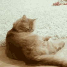 Cat Licking Its Fur Cat Cleaning GIF