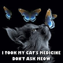 Cat'S Medicine Cat Meme GIF - Cat'S Medicine Cat Meme Cat GIFs