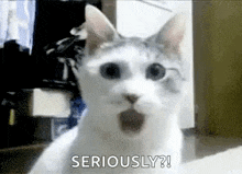 a white cat with a surprised look on its face and the words `` seriously ? '' written below it .