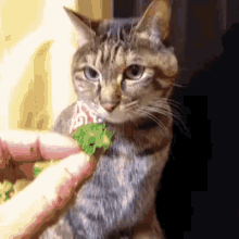 My Broccoli. GIF - Broccoli Thief Cats GIFs