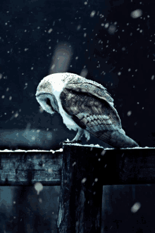 Owl Ambient GIF - Owl Ambient Beautiful GIFs
