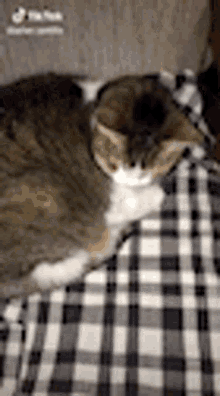 National Cat Day Happy GIF - National Cat Day Happy Cute GIFs