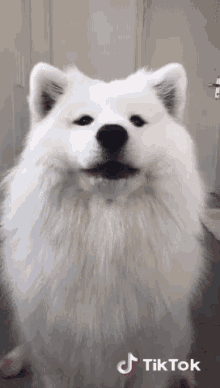 Happy Dog GIF - Happy Dog Cute GIFs