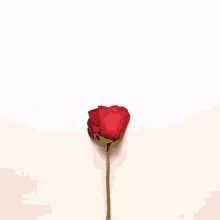 Heart Rose GIF - Heart Rose Love GIFs
