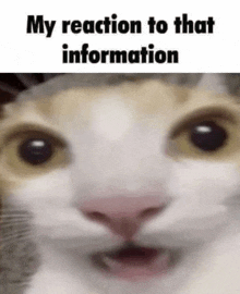 a close up of a cat 's face with its mouth open .