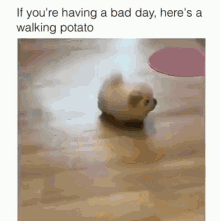 Cutie If Youre Haviing A Bad Day Heres A Walking Potato GIF - Cutie If Youre Haviing A Bad Day Heres A Walking Potato Funny Animals GIFs