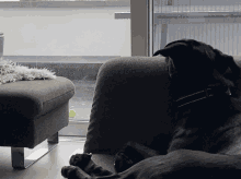 Rain Dog GIF - Rain Dog GIFs