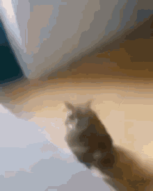 Cat Jump Bruh GIF - Cat Jump Bruh GIFs