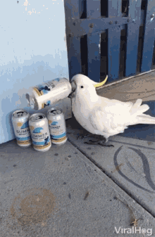 drinking beer bird parrot drinking beer