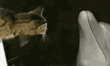 Dolphin Cat GIF - Dolphin Cat GIFs