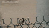 a picture of a bird flying over a chain link fence with losail international circuit written on the bottom