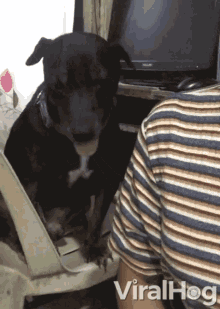 Dog Hound GIF - Dog Hound Balck Dog GIFs