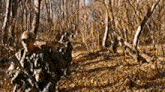 a soldier walking through the woods with a gun