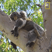 Sleeping Koalas101 GIF - Sleeping Koalas101 Snooze GIFs