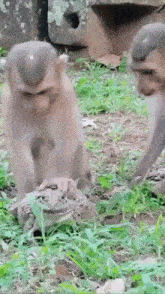 a group of monkeys are playing with a frog on the ground .