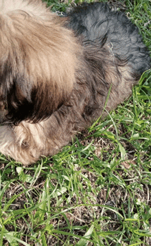 a brown and black dog laying in the grass with a chain around its neck
