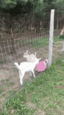 Goat Fainting GIF - Goat Fainting Silly GIFs