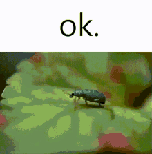 Bug Ok GIF - Bug Ok Leaf GIFs
