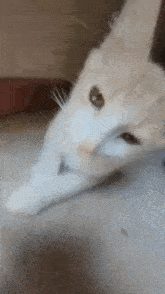 Oscar The Cat Sniff GIF