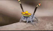 maracas spider mexican