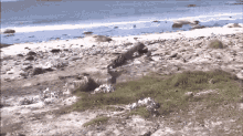 Roll Roll Over GIF - Roll Roll Over Seal GIFs
