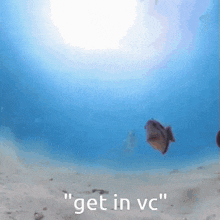 Fish Vc Fish GIF - Fish Vc Fish Join Vc Fish GIFs