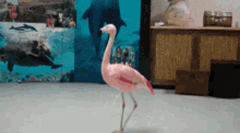 which way pink flamingo bird