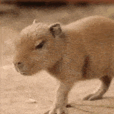 capybara baller