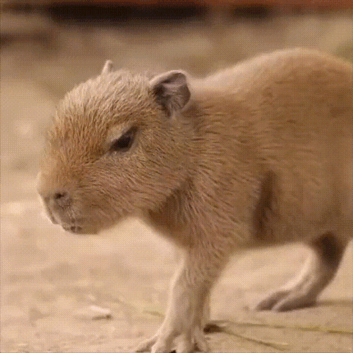 Meet the Capybaras: One of Earth's chillest animal