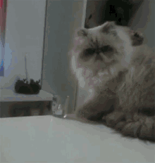 Persian Cat GIF - Persian Cat Bad GIFs