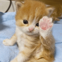 a kitten with a pink paw is waving