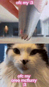 Cat Cat Meme GIF - Cat Cat Meme Cat Frosting GIFs