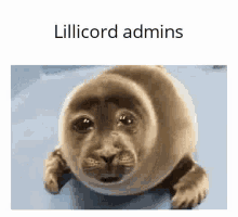 Lillicord Discord Admins GIF - Lillicord Discord Admins Grooming GIFs