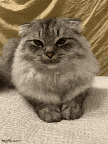 a fluffy cat is laying on a white blanket and looking at the camera ..