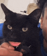 Black Cat Im Black And Im Proud Cat GIF - Black Cat Im Black And Im Proud Cat Shook GIFs