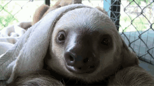 blink sleepy tired wink sloth