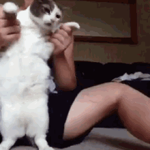 Cats GIF - Cat Dance Angry GIFs