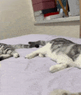 Cat Hug GIF - Cat Hug Love GIFs