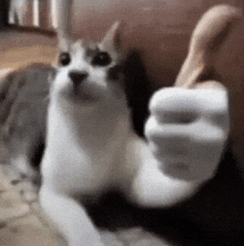 Cat Thumbs Up GIF