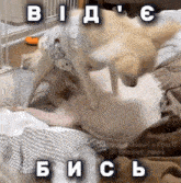 two dogs are playing on a bed with a caption that reads " вид "