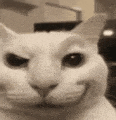 a close up of a white cat 's face with a smiling face .