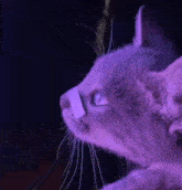 Cat Blade Runner GIF - Cat Blade Runner Catling GIFs