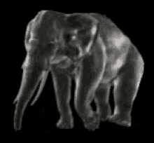 Elephant 3d GIF