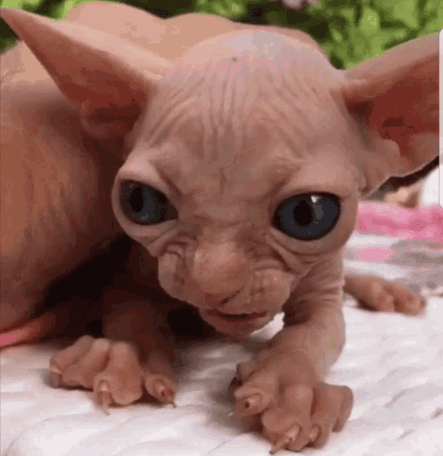 angry hairless cat