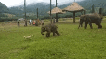 Funny Animals Elephants GIF